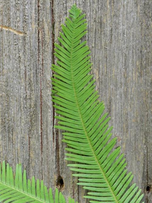 AUSTRAILIAN UMBRELLA FERN GREENS